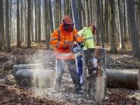 Tree Lopping Carindale image 4